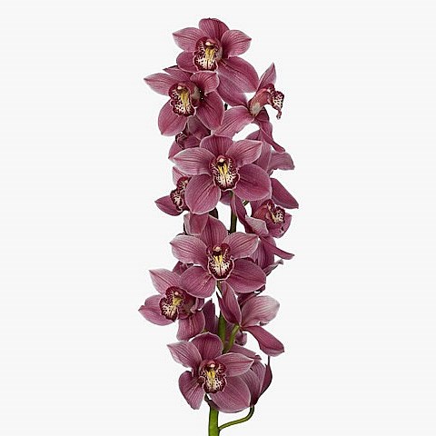 CYMBIDIUM ORCHID AUSTRALIAN PINK