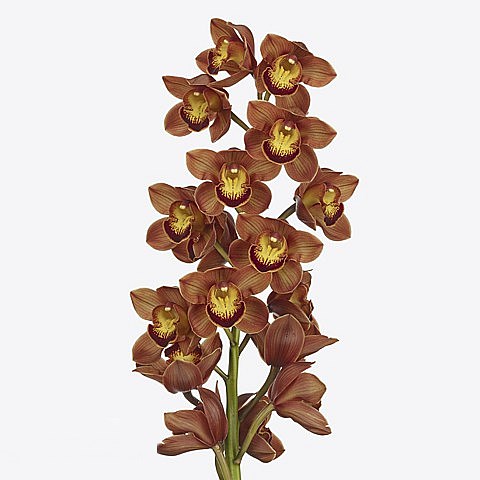 CYMBIDIUM ORCHID AUSTRALIAN PRICE