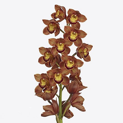 CYMBIDIUM ORCHID AUSTRALIAN PRICE