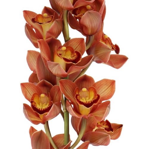 CYMBIDIUM ORCHID AUSTRALIAN PRICE