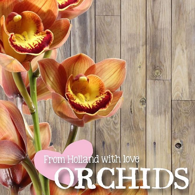 CYMBIDIUM ORCHID AUSTRALIAN PRICE