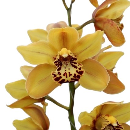 CYMBIDIUM ORCHID AUSTRALIAN TIGER