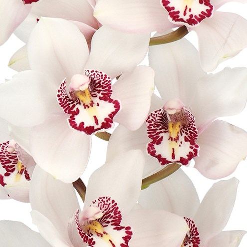 CYMBIDIUM ORCHID AVALANCHE