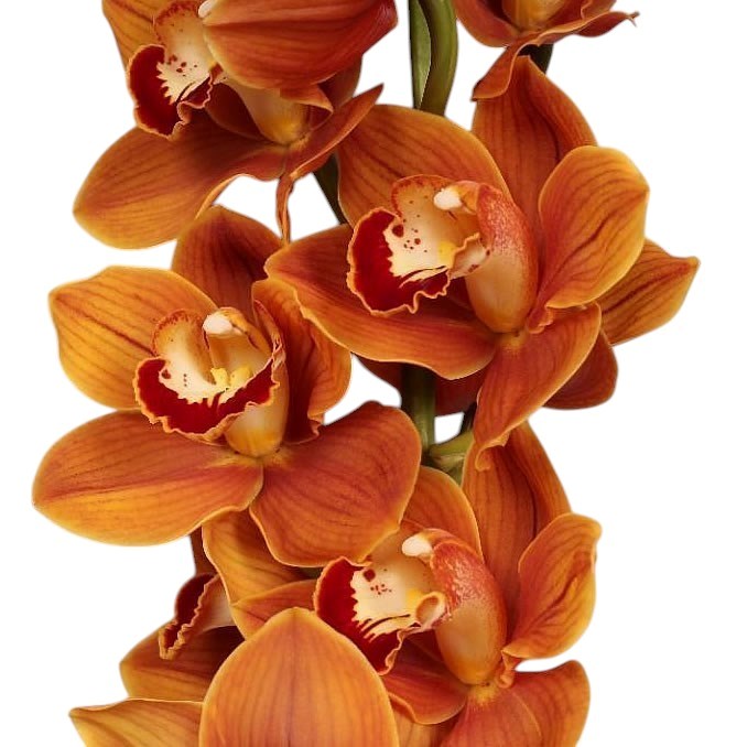 CYMBIDIUM ORCHID BALOU