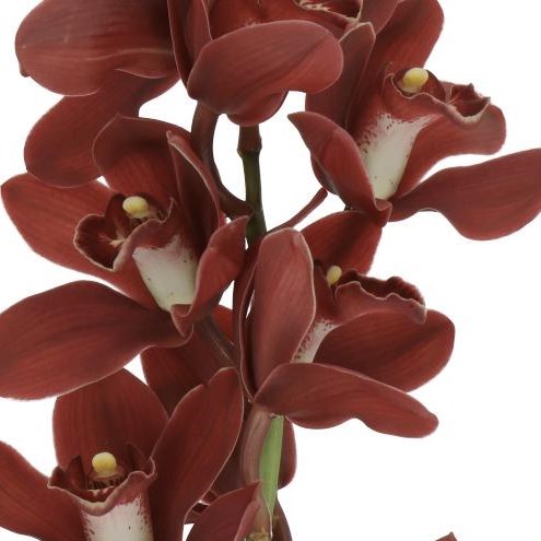 CYMBIDIUM ORCHID BARINHO