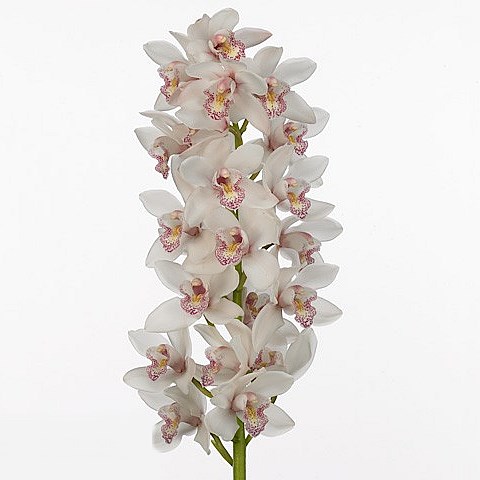 CYMBIDIUM ORCHID BELINDA