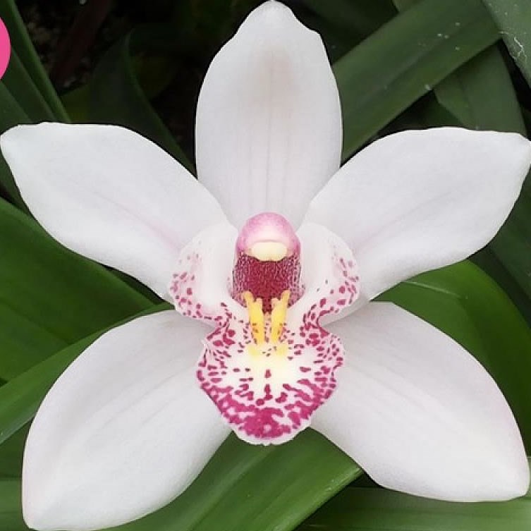 CYMBIDIUM ORCHID BELINDA