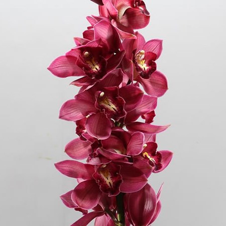 CYMBIDIUM ORCHID BELTA