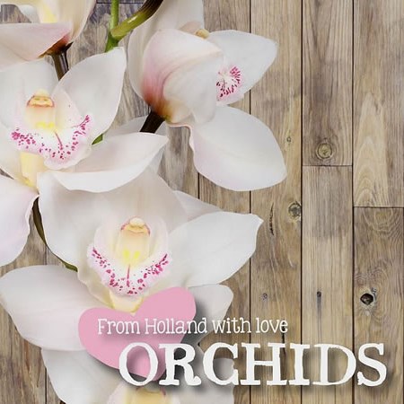 CYMBIDIUM ORCHID BIANCO GRANDE