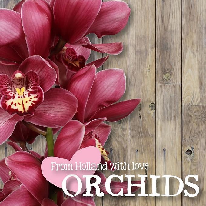 CYMBIDIUM ORCHID BIG BERRY LOVE