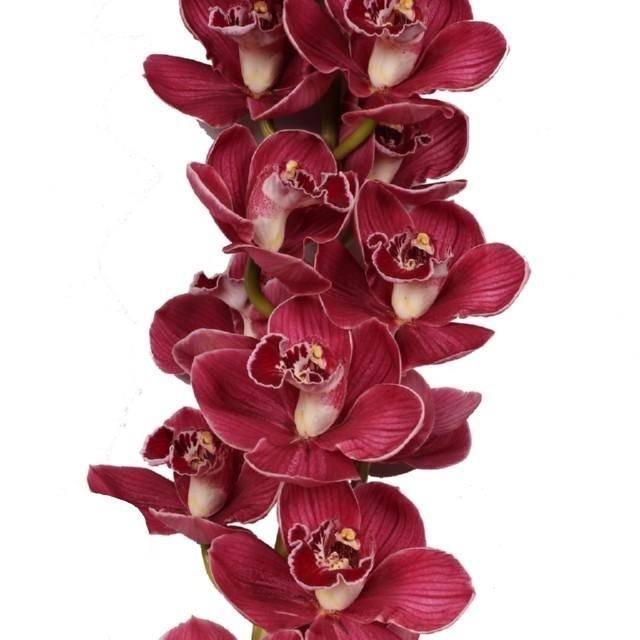 CYMBIDIUM ORCHID BLAZING FURY HADES