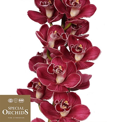 CYMBIDIUM ORCHID BLAZING FURY HADES (GROWER PACK)