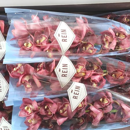 CYMBIDIUM ORCHID BOLOGNA