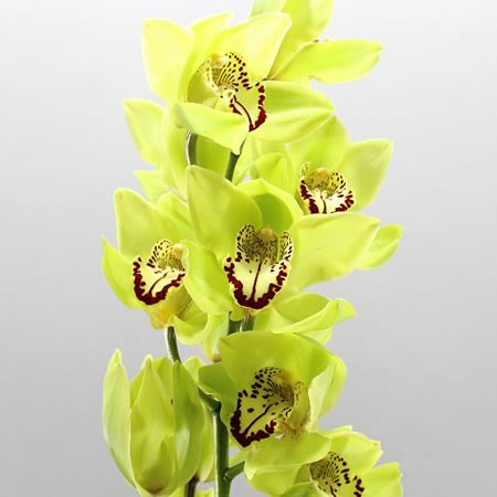 CYMBIDIUM ORCHID BONYONI