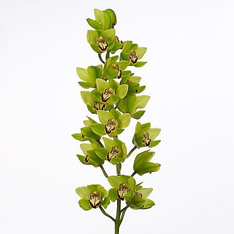 CYMBIDIUM ORCHID BONYONI
