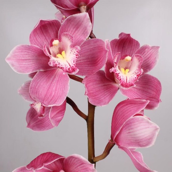 CYMBIDIUM ORCHID BRAEMAR