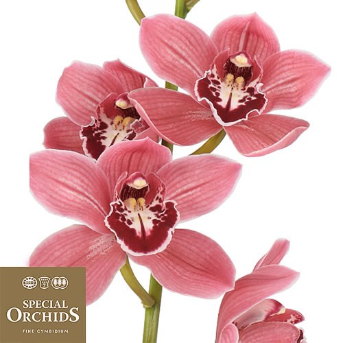 CYMBIDIUM ORCHID BRERA (GROWER PACK)