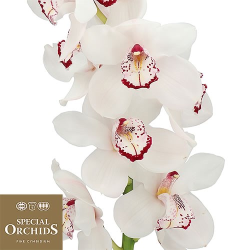 CYMBIDIUM ORCHID BRIGHT DELIGHT (GROWER PACK)