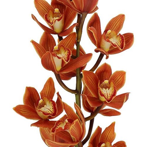 CYMBIDIUM ORCHID BROWN EYED GIRL