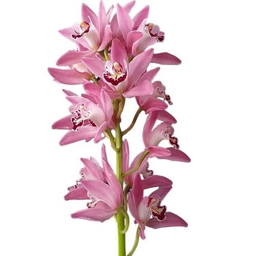 CYMBIDIUM ORCHID BUBBLEGUM