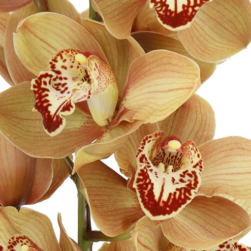 CYMBIDIUM ORCHID BUTTERSCOTCH