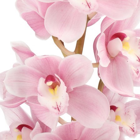 CYMBIDIUM ORCHID CANDY GIRL
