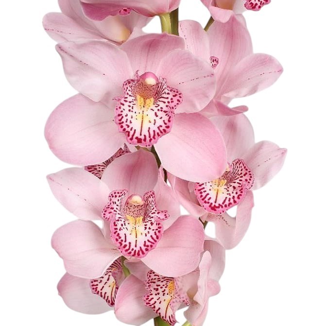 CYMBIDIUM ORCHID CANDY KING