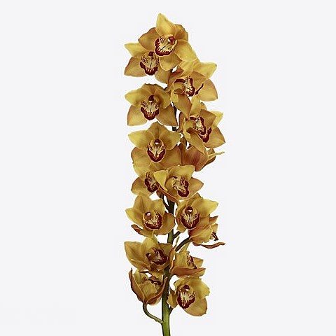 CYMBIDIUM ORCHID CAPPUCCINO