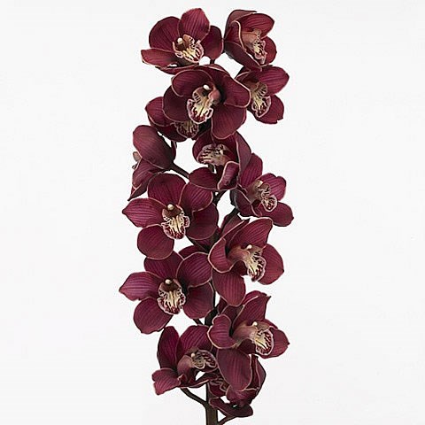 CYMBIDIUM ORCHID CHARLOTTE