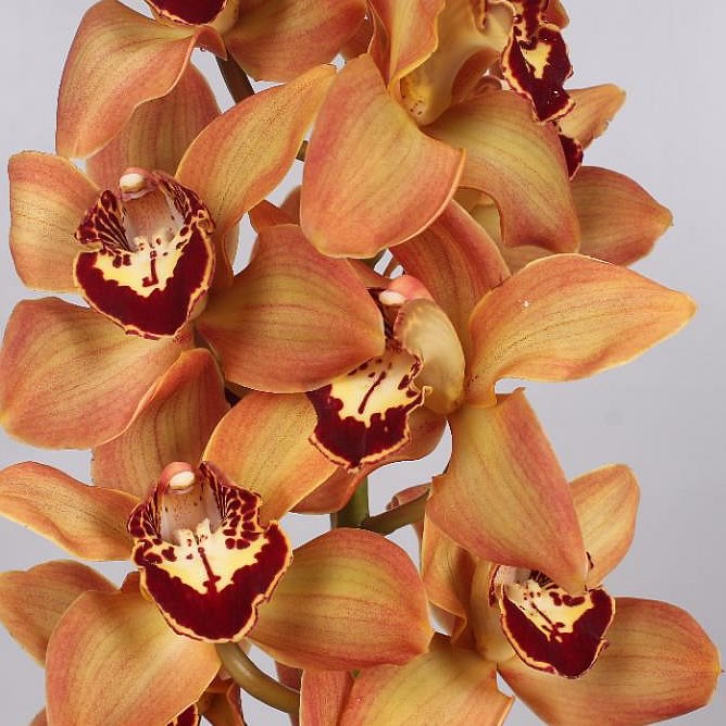 CYMBIDIUM ORCHID CHARLY BROWN 80cm | Wholesale Dutch Flowers & Florist