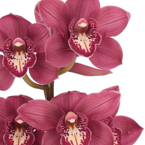 CYMBIDIUM ORCHID CHERRY O