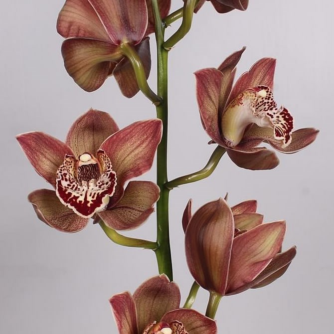 CYMBIDIUM ORCHID CHOCO BEAR