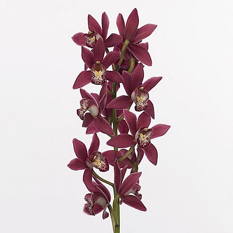 CYMBIDIUM ORCHID CHRISTMAS ROSE