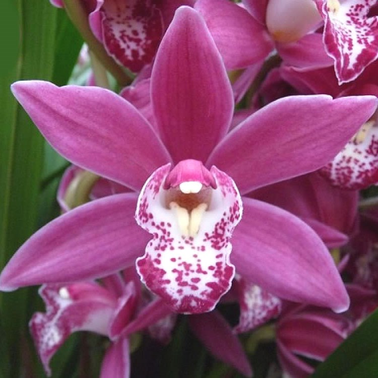 CYMBIDIUM ORCHID CHRISTMAS ROSE
