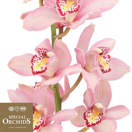 CYMBIDIUM ORCHID COCKTAIL (GROWER PACK)