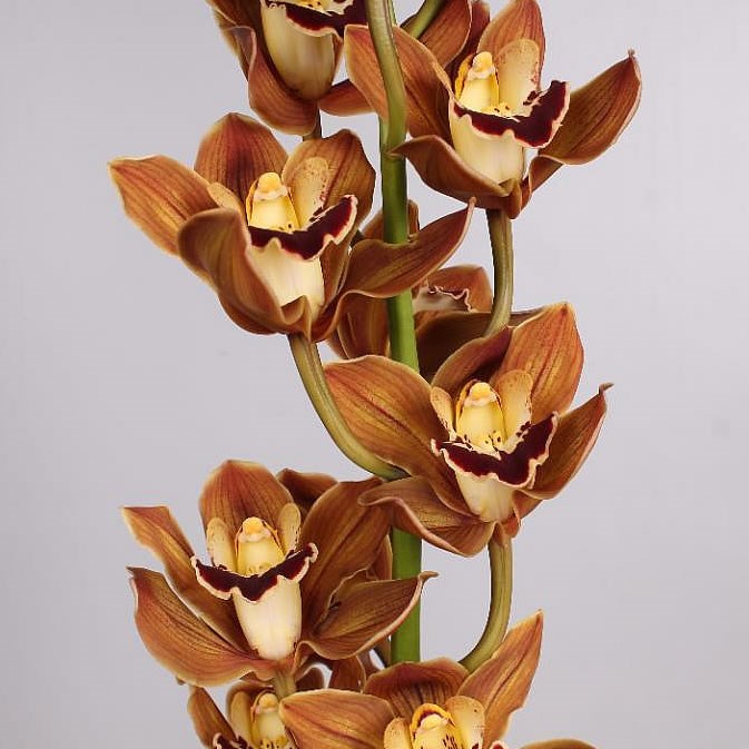 CYMBIDIUM ORCHID COCO COLA