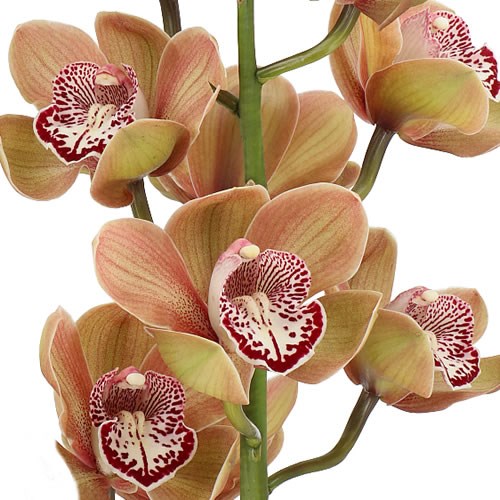 CYMBIDIUM ORCHID COHIBA