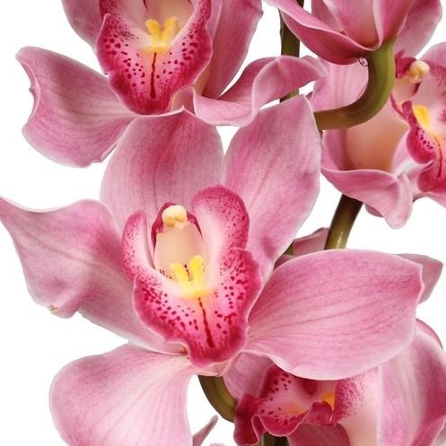 CYMBIDIUM ORCHID CONSTANCE BRIGGS RUBY ROSE