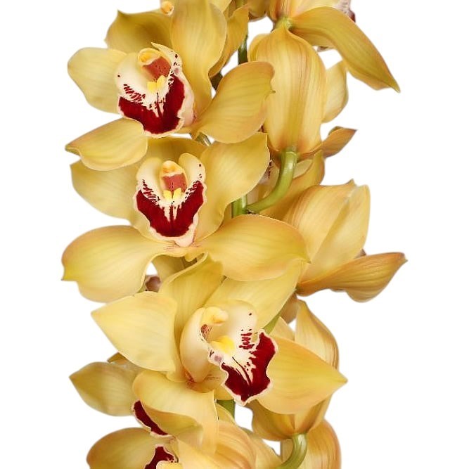 CYMBIDIUM ORCHID COOKSBRIDGE