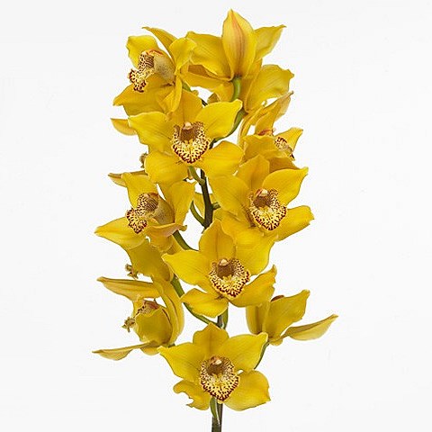 CYMBIDIUM ORCHID COPPER CANYON
