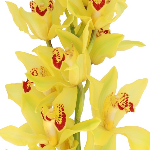 CYMBIDIUM ORCHID CORNWALL