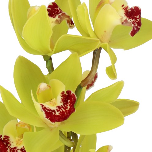 CYMBIDIUM ORCHID CORONADO
