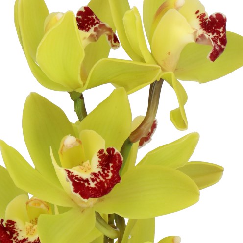 CYMBIDIUM ORCHID CORONADO