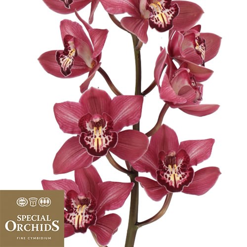 CYMBIDIUM ORCHID CRASH LANDING (GROWER PACK)