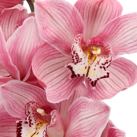 CYMBIDIUM ORCHID DA VINCI