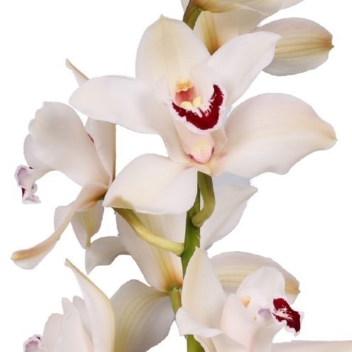CYMBIDIUM ORCHID DANNY GREEN