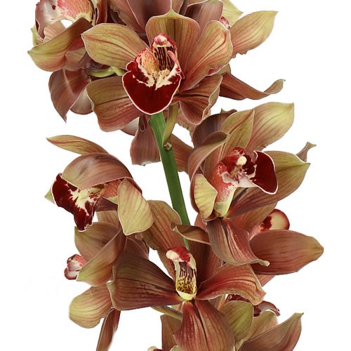 CYMBIDIUM ORCHID DARK CASTLE