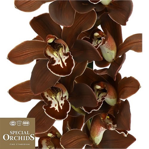 CYMBIDIUM ORCHID DARK NIGHT (GROWER PACK)