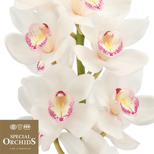 CYMBIDIUM ORCHID DECIBEL (GROWER PACK)