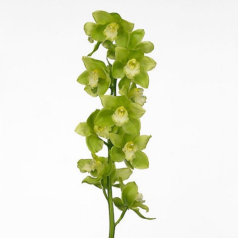 CYMBIDIUM ORCHID DINO TALOS